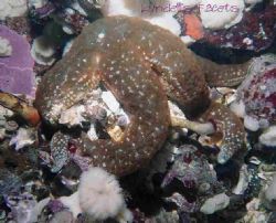 This Mottled Star looked for all the world as though it w... by Lyndell Weldon 
